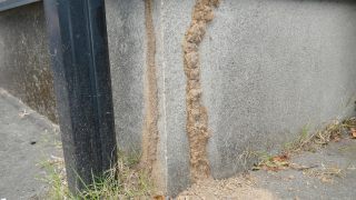 鹿児島の住宅の床下で確認されたシロアリの蟻道