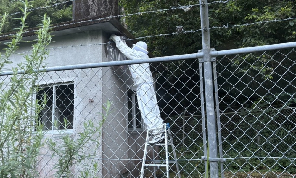 蜂の巣を確認する作業員（鹿児島の蜂駆除・蜂の巣駆除｜南日本消毒）