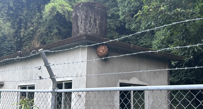 軒下にできた蜂の巣を現地で確認（鹿児島の蜂駆除・蜂の巣駆除｜南日本消毒）