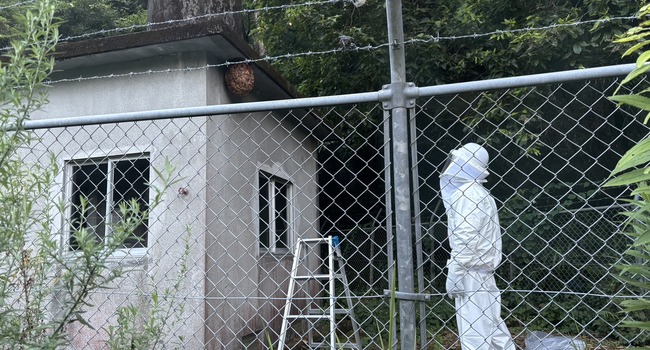 蜂の巣の位置と危険度を確認し、安全第一で対応方法を判断（鹿児島の蜂駆除｜南日本消毒）