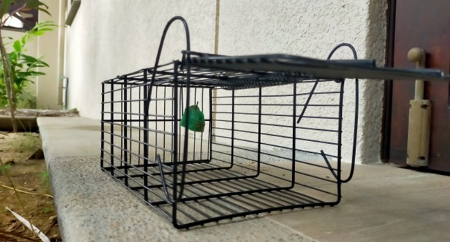 害獣駆除の捕獲器（箱わな）設置イメージ｜安全第一の対応（鹿児島｜南日本消毒）